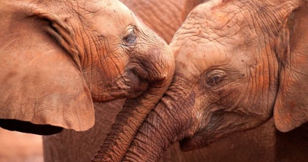 Καμπανάκι κινδύνου από το WWF για την εξαφάνιση των ζώων
