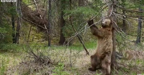 Αρκούδες ξύνονται σε δένδρα με το ιδανικό soundtrack (Video