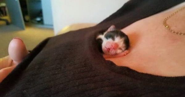 Όταν βρήκε αυτό το μικροσκοπικό γατάκι, ο κτηνίατρος που το εξέτασε δεν του έδινε καμία ελπίδα. 7 εβδομάδες αργότερα όμως…