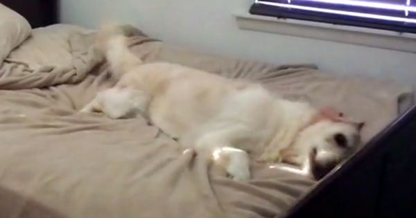 Απαγόρευαν στο σκυλί τους να ανεβαίνει πάνω στο κρεβάτι. Δείτε την ΕΠΙΚΗ αντίδρασή του, μόλις το έπιασαν στα πράσα!