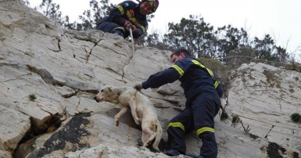 Πυροσβέστες έσωσαν τον σκύλο που είχε εγκλωβιστεί σε απότομη βραχώδη πλαγιά στη Διψέλιζα Κερατέας Αττικής