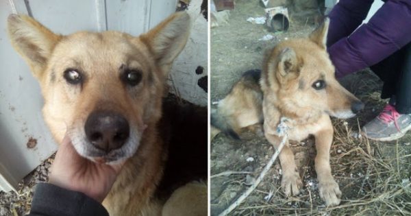 Λήμνος: Έσωσαν τον τυφλό και ηλικιωμένο σκύλο που κάποιος έδεσε σε χωράφι για να πεθάνει αβοήθητος