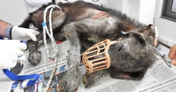 Βρήκαν την άρρωστη σκυλίτσα να περιφέρεται σαν ζωντανό πτώμα στο Κορωπί Αττικής