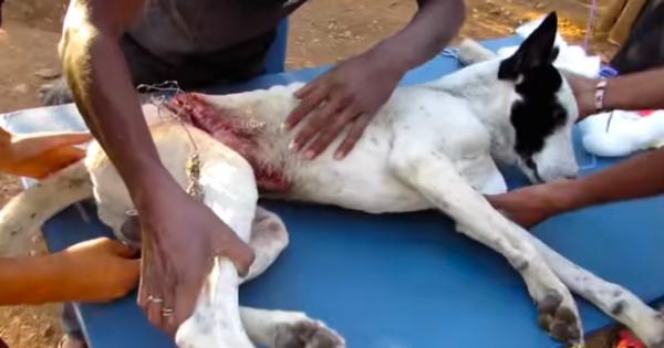 Δίποδα «τέρατα» τύλιξαν συρματόπλεγμα γύρω από το στομάχι αυτού του σκύλου, και οι διασώστες εμφανίστηκαν την κατάλληλη στιγμή
