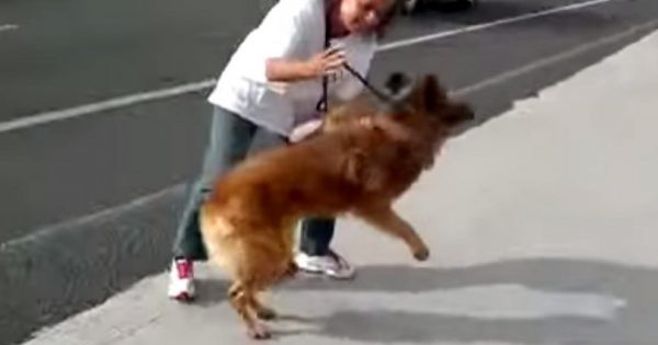 Το σκυλί ξάπλωνε φοβισμένο στην άκρη του δρόμου. Τότε αυτή η γυναίκα το άρπαξε από την αλυσίδα και έκανε το αδιανόητο!