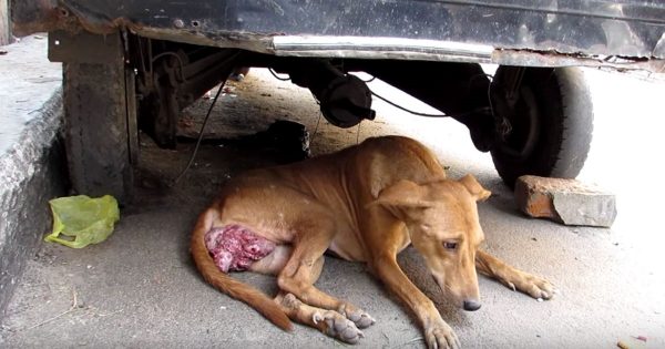 Αδέσποτο σκυλί βρέθηκε σε άθλια κατάσταση με έναν τεράστιο καρκινικό όγκο να «κρέμεται» από το σώμα του, μόλις του έδειξαν αγάπη και φροντίδα συνέβη το «θαύμα»