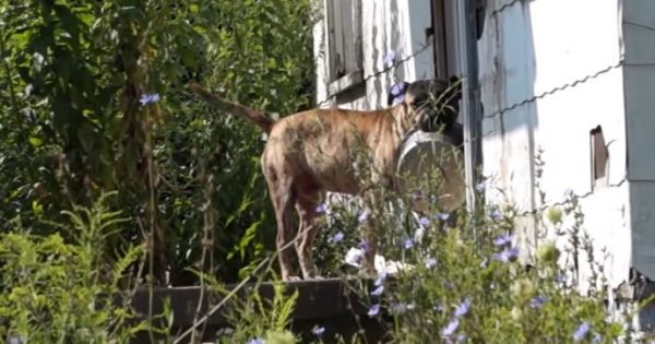 Θα σας ραγίσει την καρδιά: Αδέσποτος σκύλος ζητιανεύει για λίγο φαΐ από πόρτα σε πόρτα, κρατώντας το πιατάκι του στο στόμα