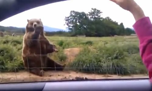 Γυναίκα χαιρετάει μια αρκούδα από το αυτοκίνητό της. Ποτέ όμως δεν περίμενε μια ΤΕΤΟΙΑ αντίδραση από την αρκούδα!
