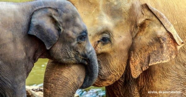 Τα περισσότερα ζώα δεν έχουν γιαγιά… εκτός από τους ελέφαντες!