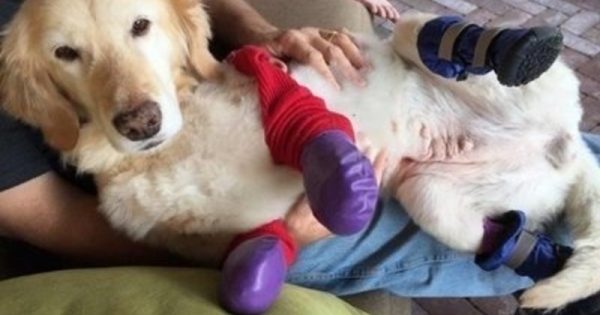 Έχασε τα πόδια του στη φρικτή «Βιομηχανία Κρέατος Σκύλου», η ζωή όμως του έδωσε μια δεύτερη ευκαιρία