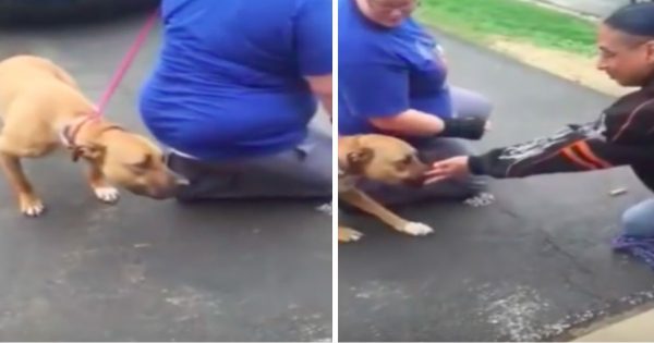 Σκύλος μυρίζει τον ιδιοκτήτη του 2 χρόνια μετά την ημέρα που τον έκλεψαν. Η αντίδραση τους μιλάει από μόνη της!
