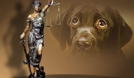 Πατέρας και γιος καταδικάστηκαν για βίαιη περισυλλογή τριών αδέσποτων σκύλων στο Ηράκλειο Κρήτης