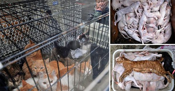 «Φιλόζωος» έσφαζε και πουλούσε γάτες σε εστιατόρια στην Κίνα