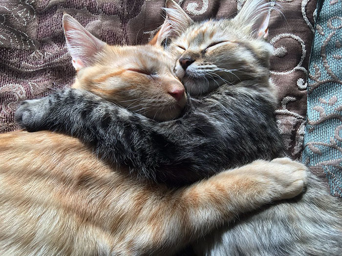 γάτες αγάπη 