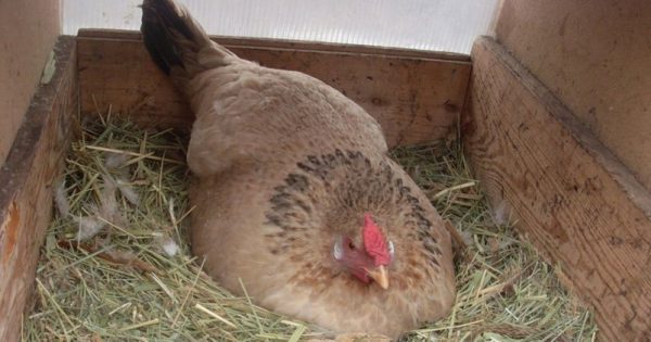 Ο αγρότης νόμιζε ότι η κότα του κλωσούσε κανονικά τα αυγά της. Μόλις όμως κατάλαβε πάνω σε ΤΙ καθόταν, έμεινε άφωνος!