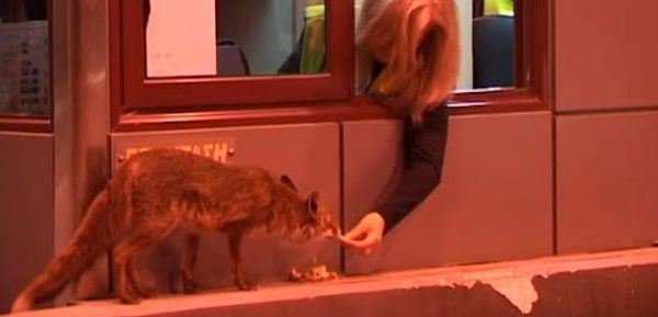 Υπάλληλος στα διόδια ταΐζει στο στόμα μια αλεπού (βίντεο)