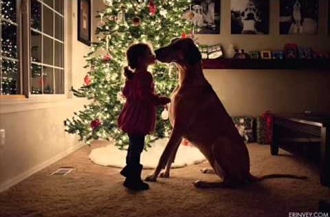 Χριστούγεννα και Σκυλιά