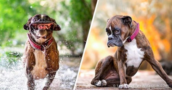 Αυτή είναι η σκυλίστα με τις 1000+1 γκριμάτσες που κάνει πάταγο στο Instagram. Δείτε τις εκπληκτικές φωτογραφίες της!