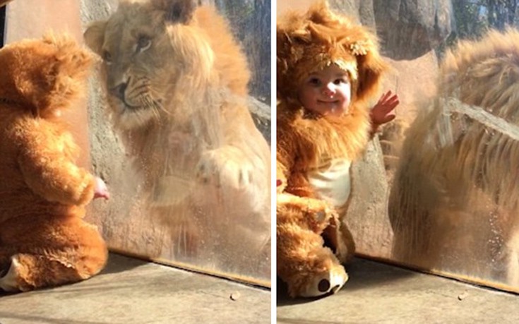 μωρό λιοντάρι ζωολογικός κήπος 
