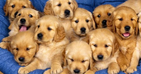 Τα δημοφιλέστερα ονόματα σκύλων για το 2016 σύμφωνα