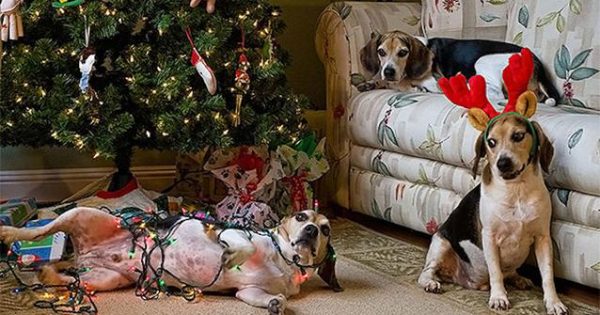 Τα Χριστούγεννα έρχονται και φέρνουν κινδύνους για τον σκύλο μας!