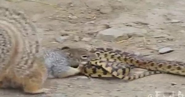 Η επική μάχη ενός σκίουρου με ένα νεαρό φίδι