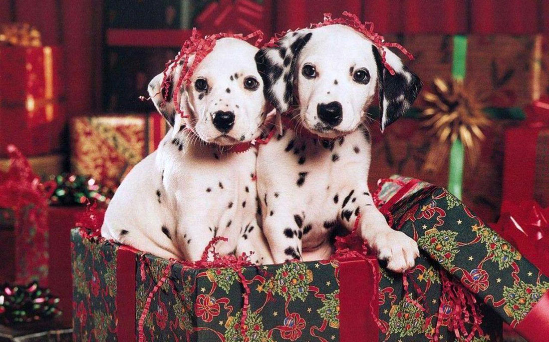 Χριστούγεννα Σκύλος κίνδυνοι κατοικίδιο κατοικίδια 