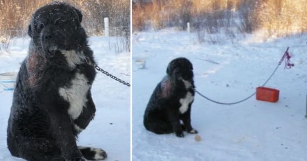 Βρήκε έναν κακοποιημένο σκύλο δεμένο έξω στην παγωνιά. Δείτε την απίστευτη μεταμόρφωσή του όταν τον υιοθέτησε!