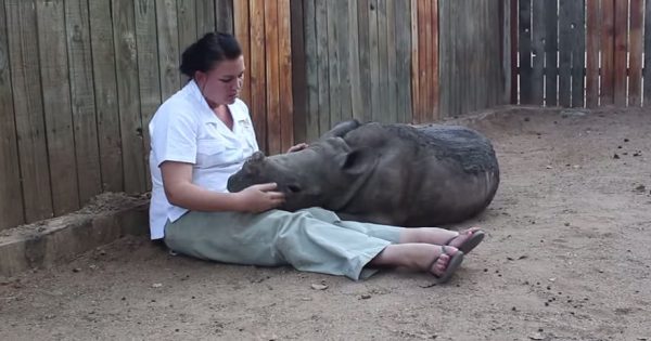 Μικρός ρινόκερος χάνει την μαμά του από λαθροκυνηγούς και πλέον φοβάται να κοιμηθεί μόνος του το βράδυ