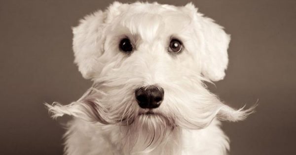 Γιατί δεν πρέπει να κόβουμε τα «μουστάκια» του σκύλου μας