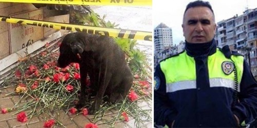 Τουρκία: Αδέσποτος σκύλος που φρόντιζε αστυνομικός που σκοτώθηκε στη Σμύρνη τον περιμένει στο σημείο του θανάτου του