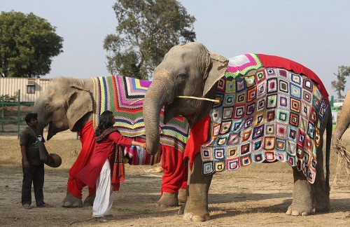 Ινδία ελέφαντες 
