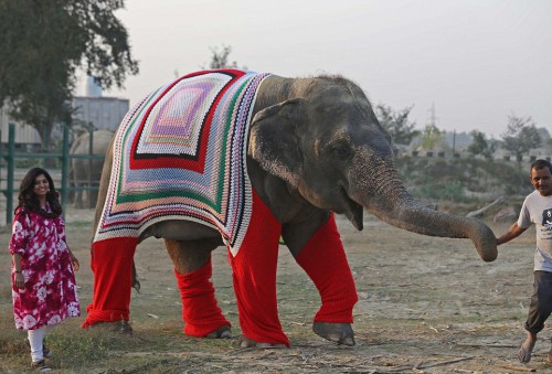 Ινδία ελέφαντες 