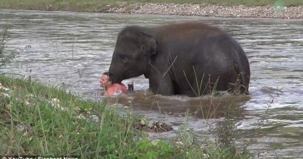 Ελεφαντίνα βουτάει με αυτοθυσία στο νερό για να σώσει τον αγαπημένο της εκπαιδευτή από «πνιγμό»