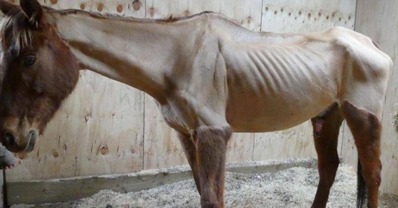κακοποίηση ζώων άλογο facebook 