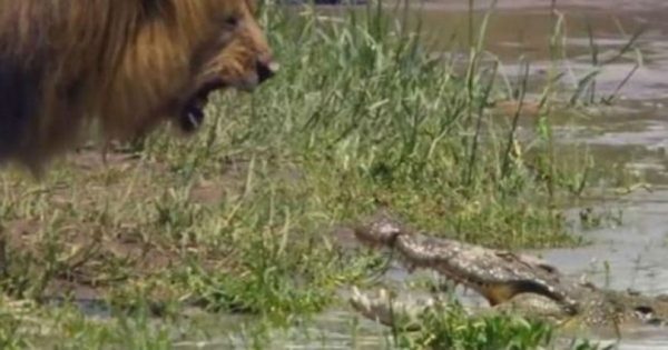 Λιοντάρι: Είναι ο βασιλιάς των ζώων και το αποδεικνύει! Βίντεο