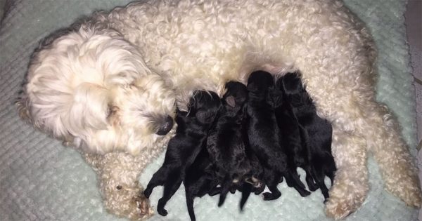 2 λευκά σκυλιά έφεραν στον κόσμο μαύρα κουταβάκια και τώρα όλα τα μάτια στρέφονται προς την «άτακτη» μαμά