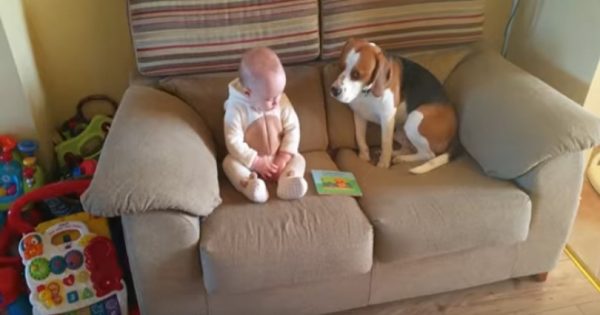 Έβαλαν το νεογέννητο μωρό να κάτσει για πρώτη φορά δίπλα στο σκύλο. Οι αντιδράσεις τους; Θα σας φτιάξουν τη μέρα!