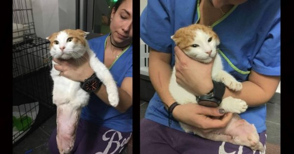 Παράλυτος γάτος σερνόταν αβοήθητος για 9 μήνες μετά από τροχαίο