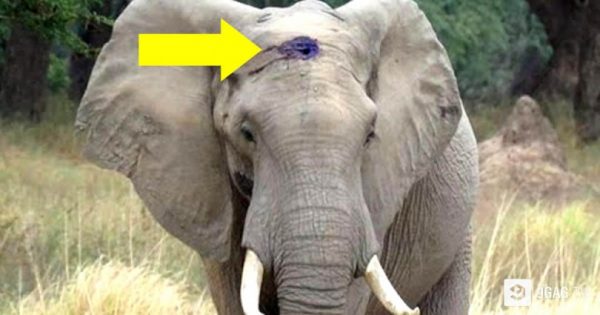 Πυροβόλησαν έναν ελέφαντα στο κεφάλι και θα πέθαινε από τη μόλυνση. Δείτε ΠΩΣ ζητά βοήθεια από τους ανθρώπους και θα δακρύσετε!