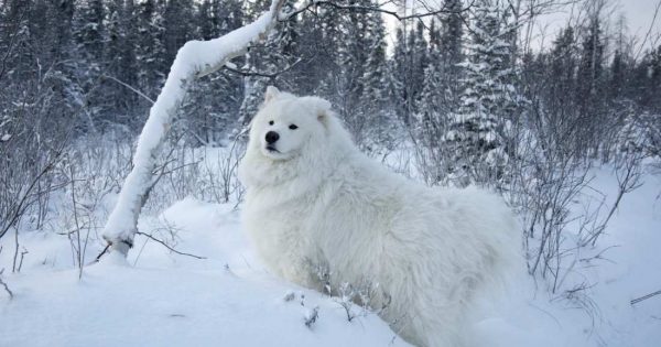Σκύλος στο κρύο και στο χιόνι; Δείτε πώς να τον προστατεύσετε!