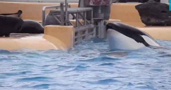 Συγκλονιστικό βίντεο φάλαινας που «αυτοκτονεί» λόγω αιχμαλωσίας