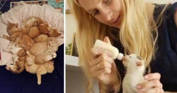 8 ορφανά γατάκια βρέθηκαν τρομαγμένα και πεινασμένα αλλά η ζωή τους χρωστούσε μια δεύτερη ευκαιρία