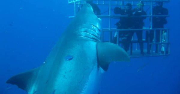 Μεξικό: Καρχαρίας «τέρας» επτά μέτρων εμφανίστηκε ξαφνικά μπροστά τους (βίντεο)