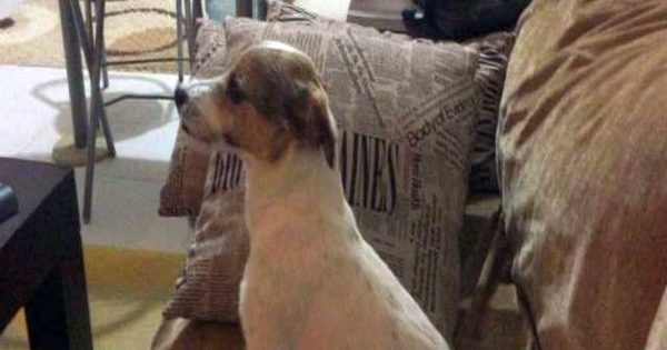 Αυτός ο σκυλάκος βλέπει ταινία τρόμου – Η αντίδρασή του στην επίμαχη σκηνή… ανεπανάληπτη (βίντεο)