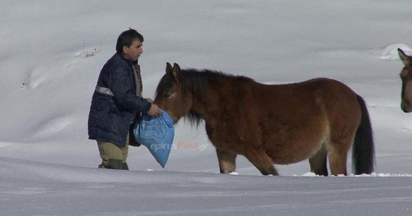 Η ΕΜΑΚ διέσωσε 20 άλογα από τα χιονισμένα βουνά της Πίνδου