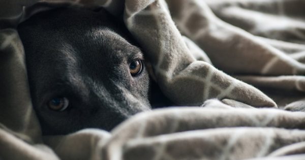 Έκκληση για κουβέρτες για τ’ αδέσποτα σκυλιά που φροντίζει ο Σ.Π.Α.Ζ.