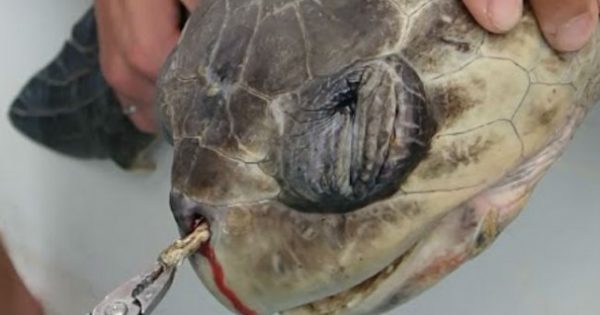 Δεν φαντάζεστε τι βρισκόταν μέσα στη μύτη αυτής της χελώνας!
