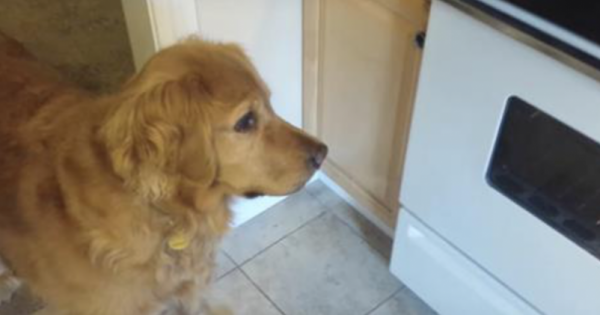 Το καλομαθημένο σκυλί του δεν ήθελε να φάει τις κροκέτες του, έτσι ο ιδιοκτήτης του βρήκε την ΠΙΟ έξυπνη λύση. Δείτε ΤΙ σκέφτηκε!