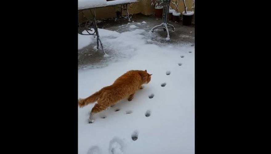 χιόνι Λέσβος Γάτα 